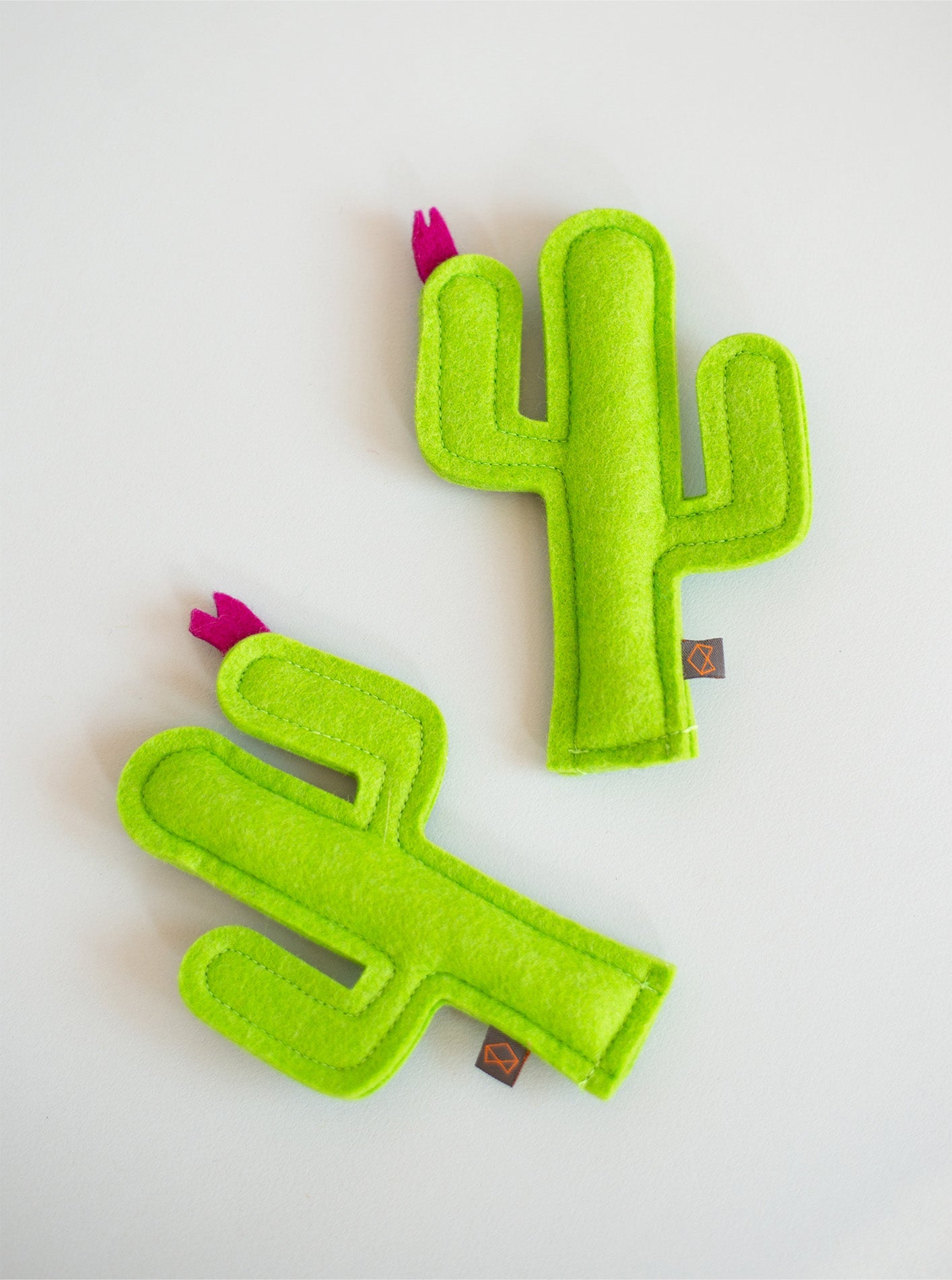 KITTY CACTUS