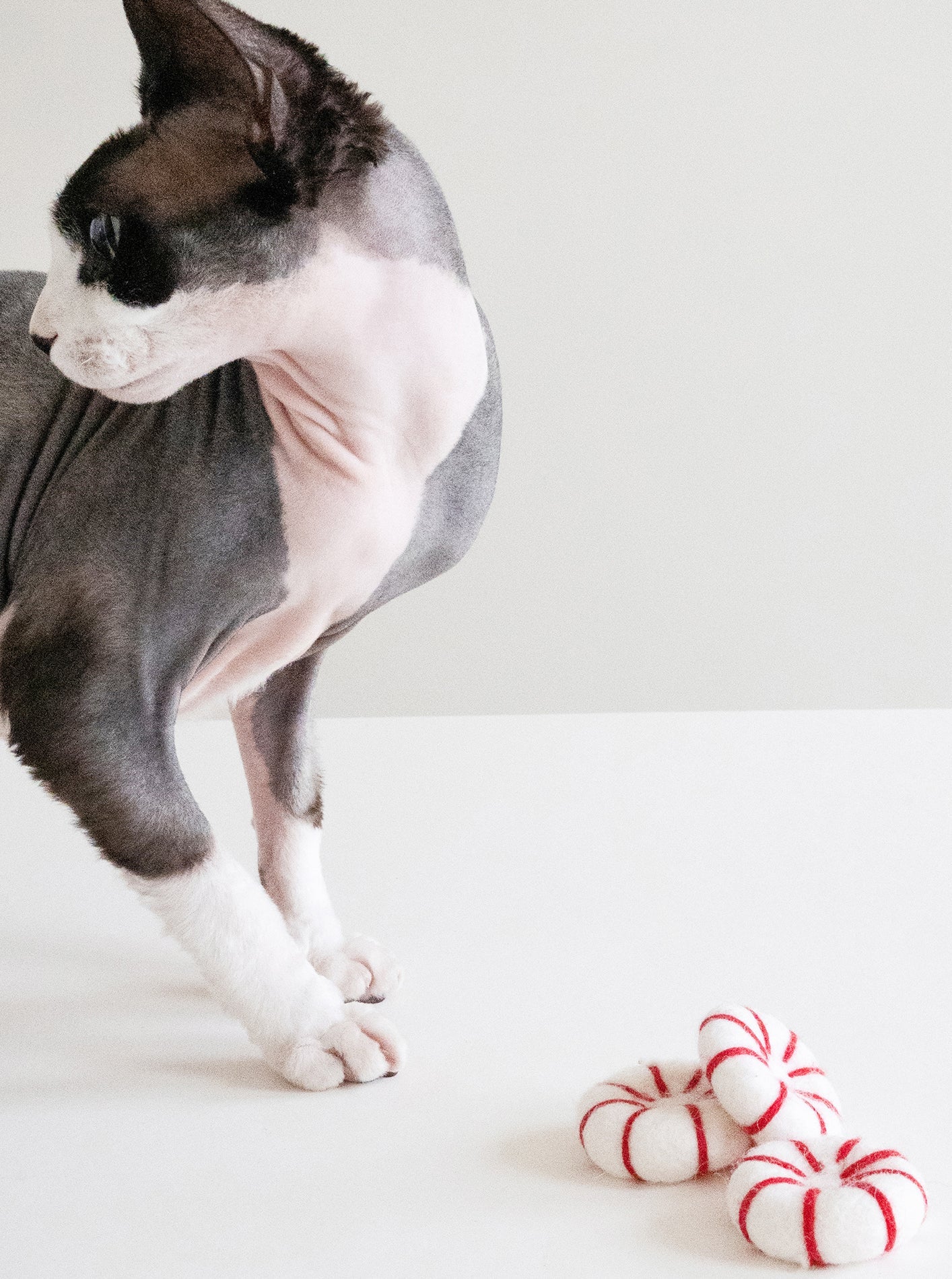 KITTY PEPPERMINT
