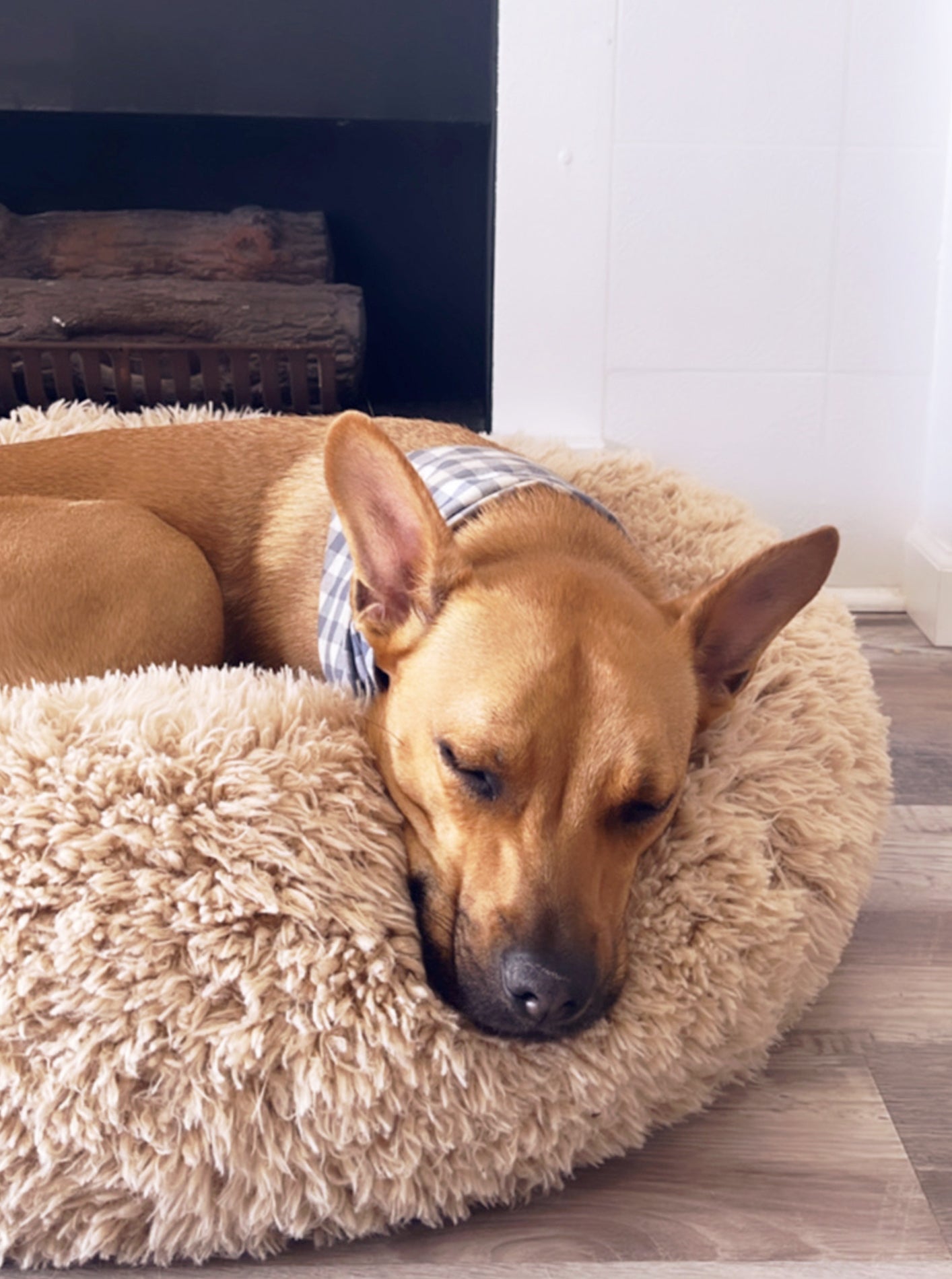 POD DOG BED